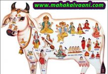 Gau Mata Ki Mahima गौ माता से जुड़ी कुछ रोचक जानकारी