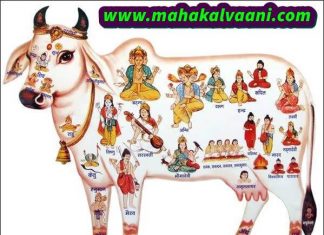 Gau Mata Ki Mahima गौ माता से जुड़ी कुछ रोचक जानकारी